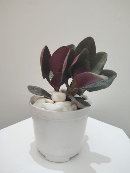 Crassula Multicave Baby Rubber Succulent Plant