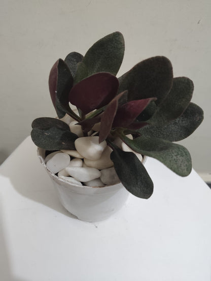 Crassula Multicave Baby Rubber Succulent Plant