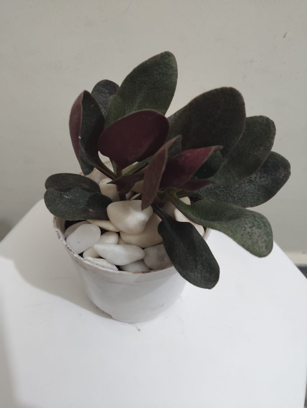 Crassula Multicave Baby Rubber Succulent Plant