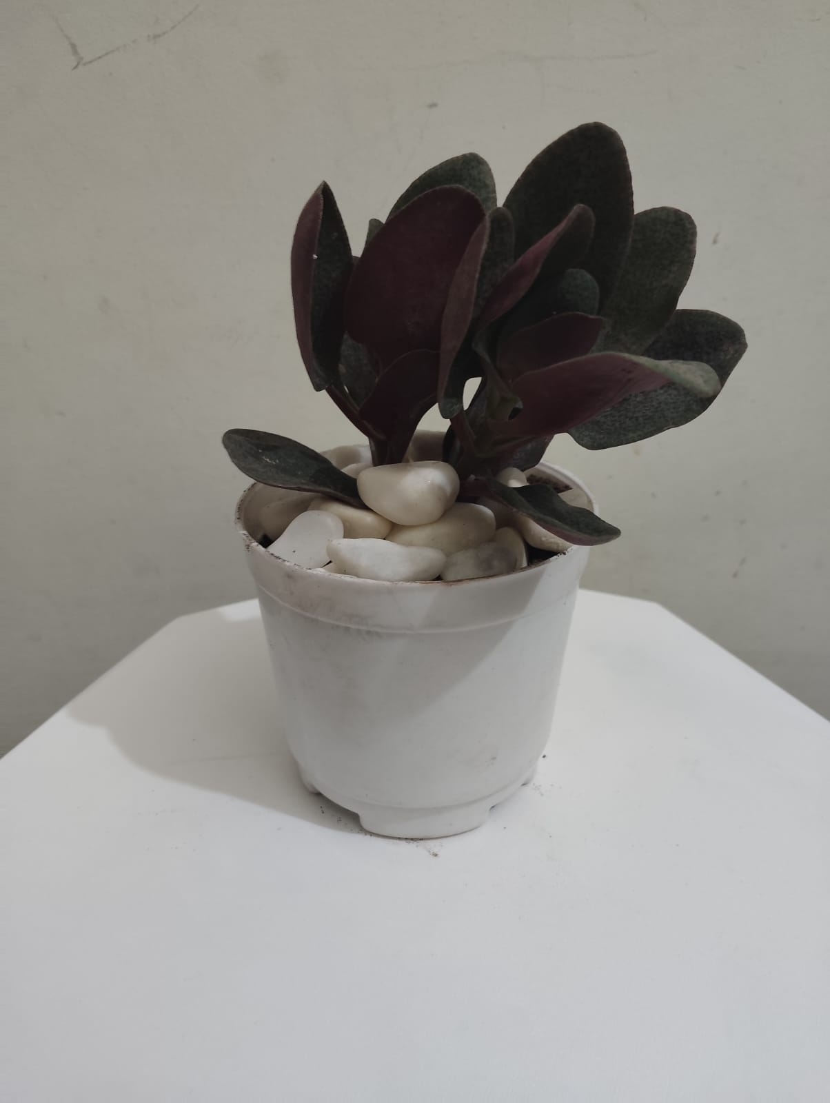 Crassula Multicave Baby Rubber Succulent Plant