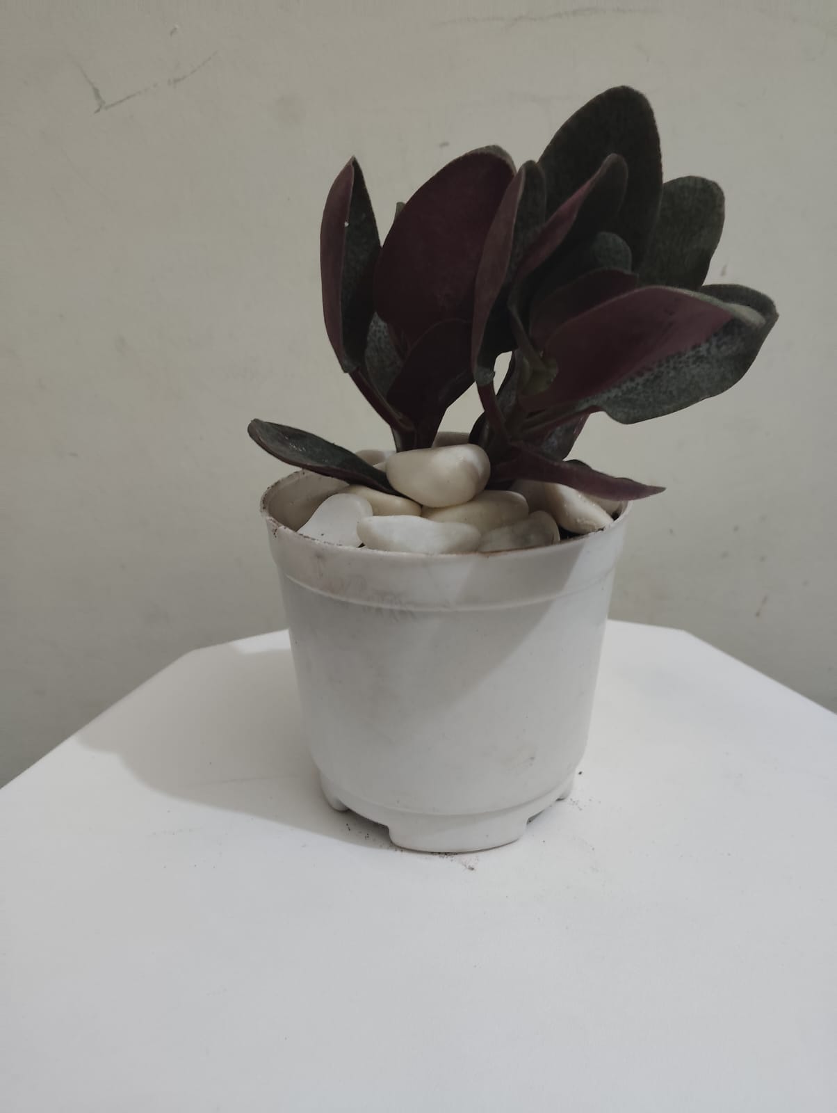 Crassula Multicave Baby Rubber Succulent Plant