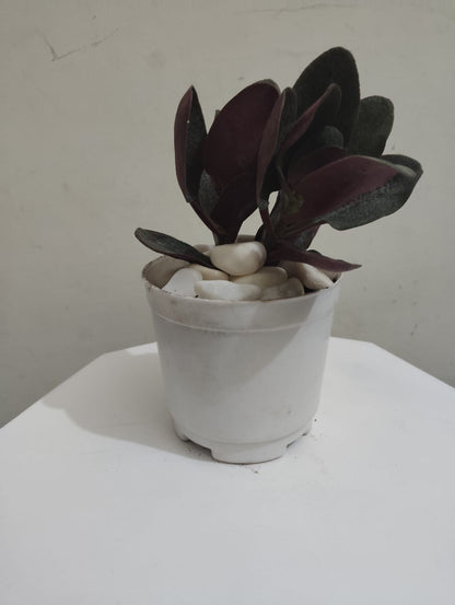 Crassula Multicave Baby Rubber Succulent Plant