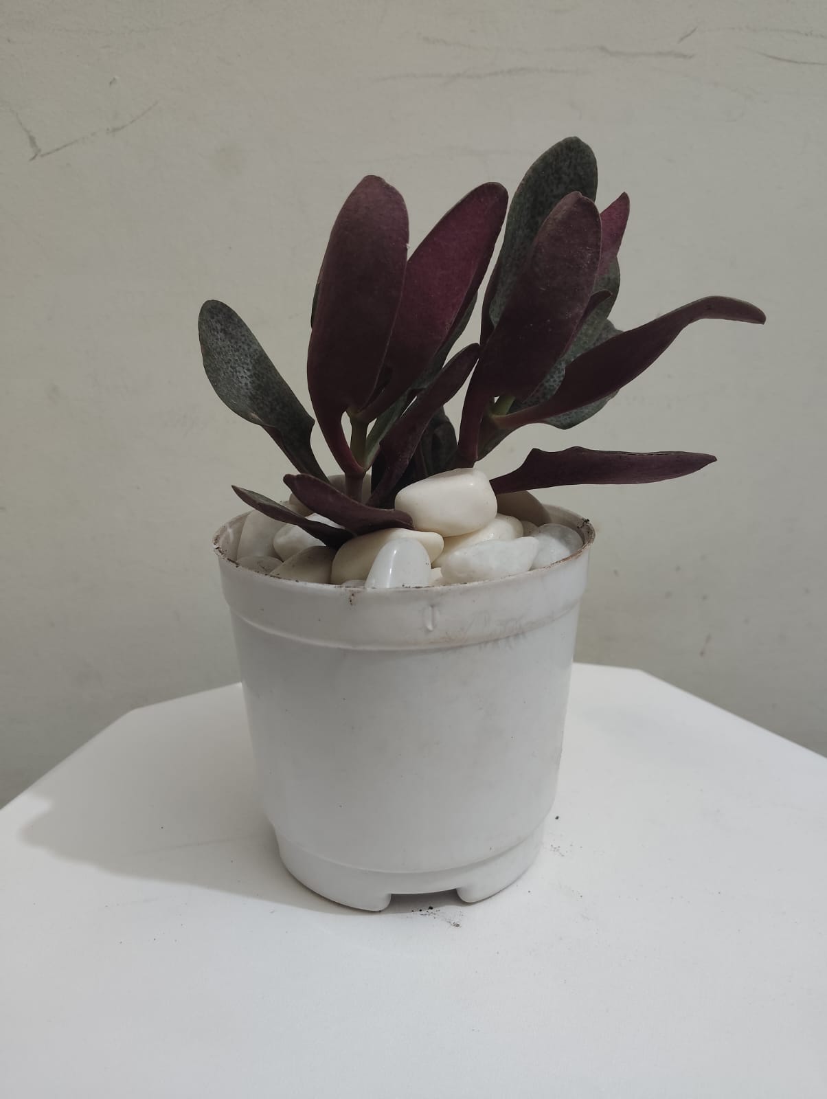 Crassula Multicave Baby Rubber Succulent Plant