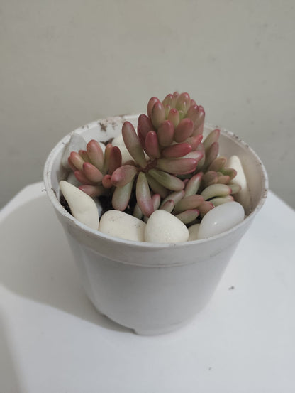 Pink jelly beans Succulent Plant