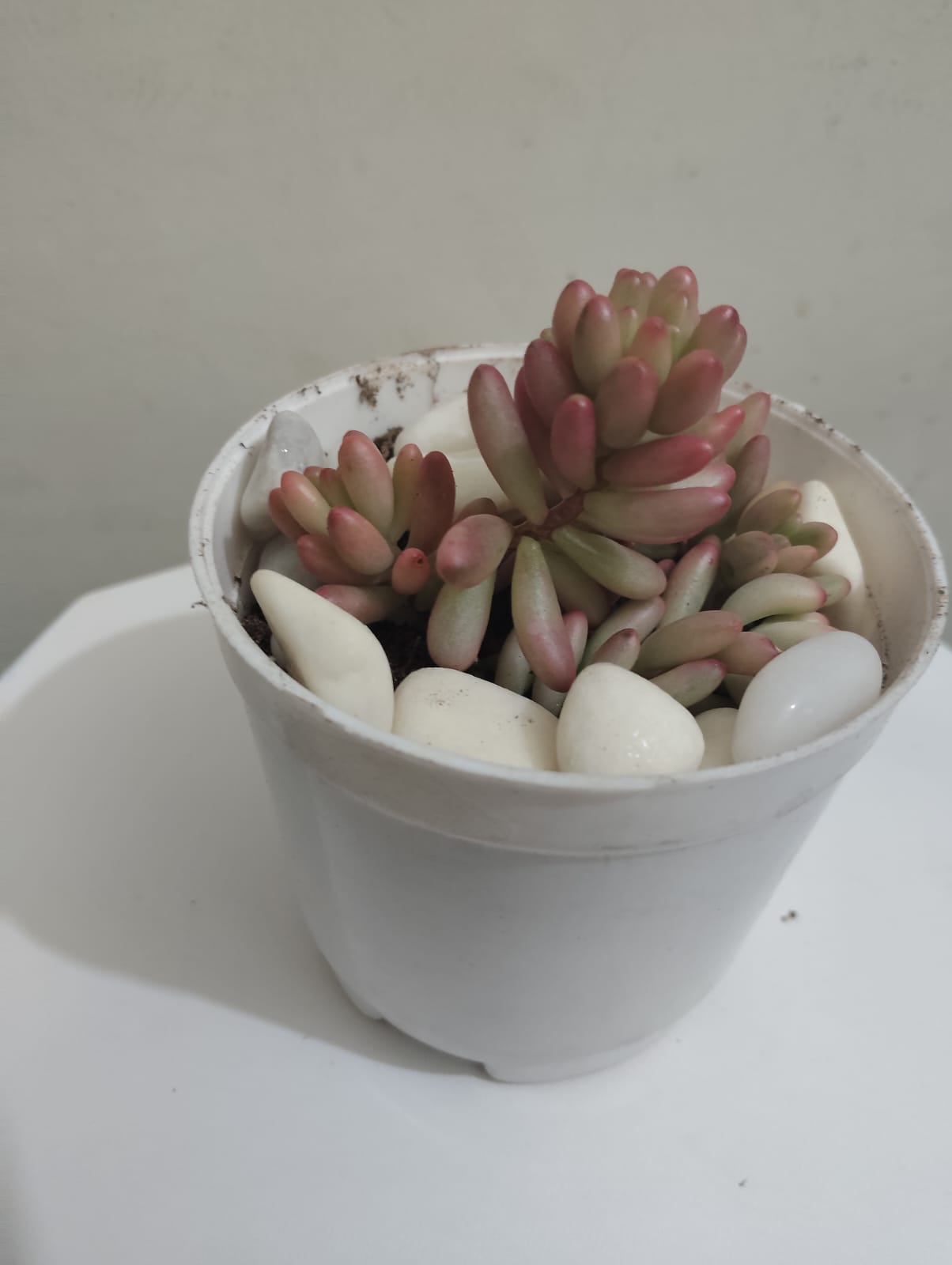 Pink jelly beans Succulent Plant