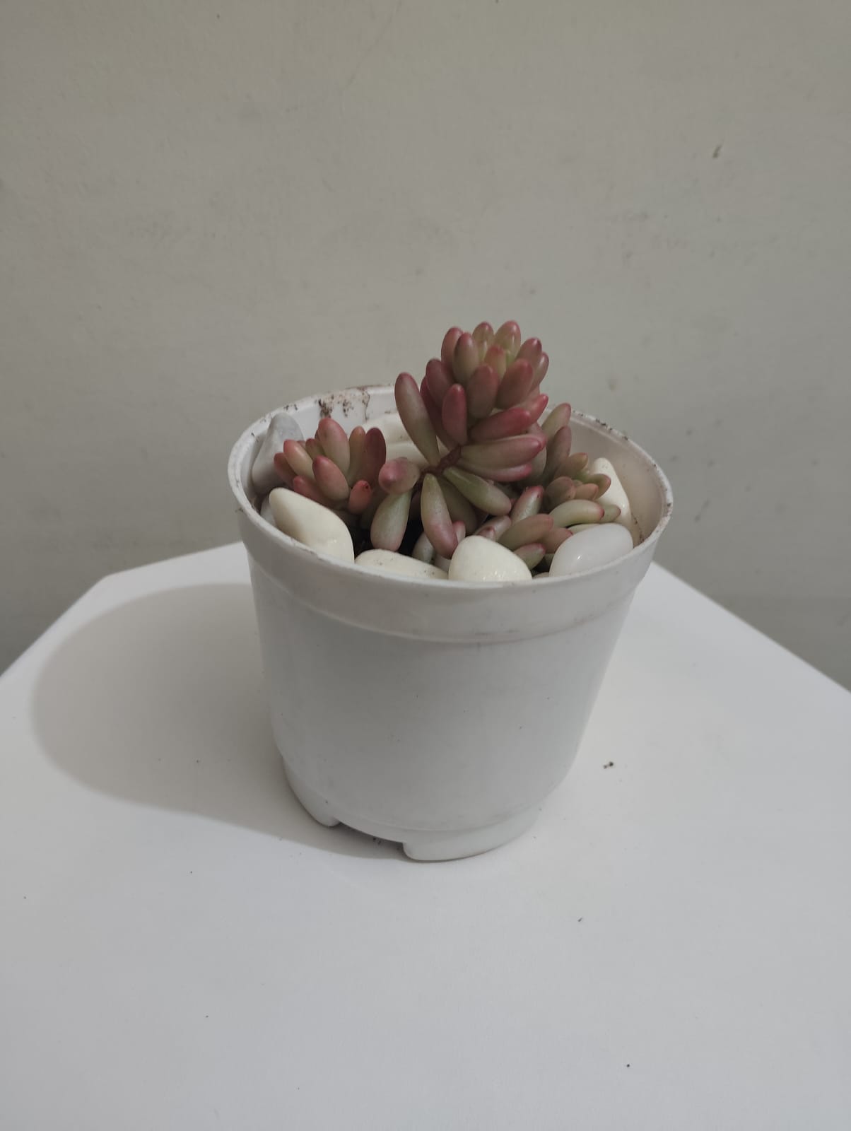 Pink jelly beans Succulent Plant