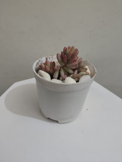 Pink jelly beans Succulent Plant