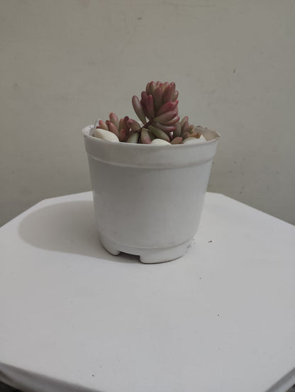 Pink jelly beans Succulent Plant