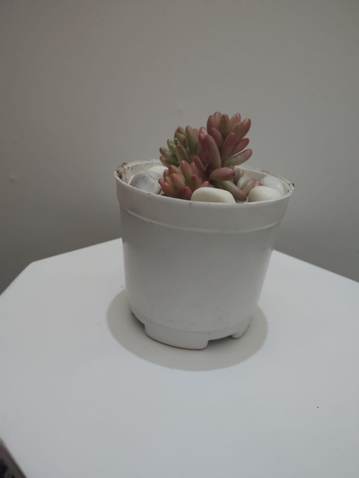 Pink jelly beans Succulent Plant