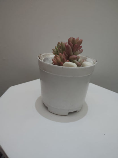 Pink jelly beans Succulent Plant