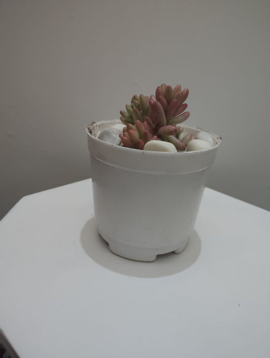 Pink jelly beans Succulent Plant