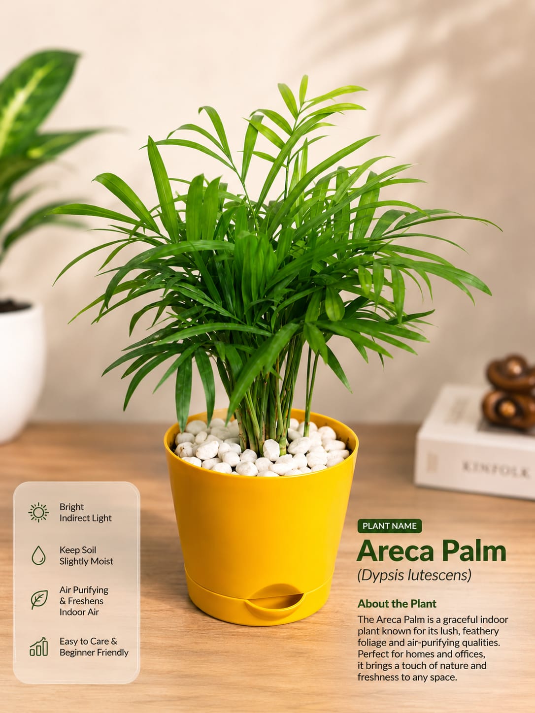 Areca Palm ( With 4'' Pot )