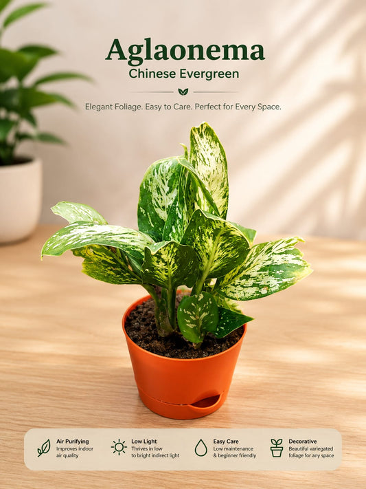 Aglaonema Chinese Evergreen ( With 4'' Pot )