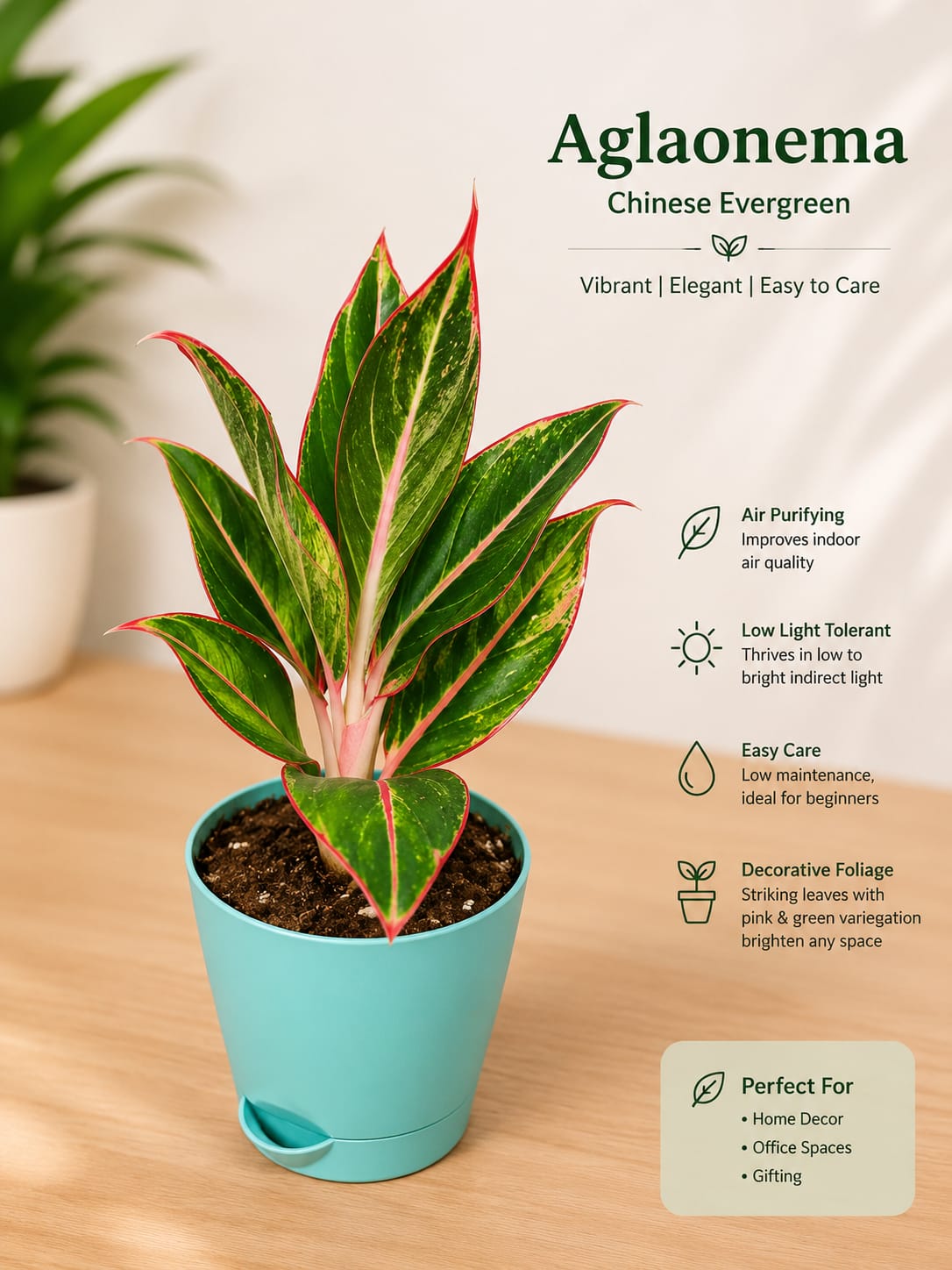 Aglaonema Lipstick ( With 4'' Pot )