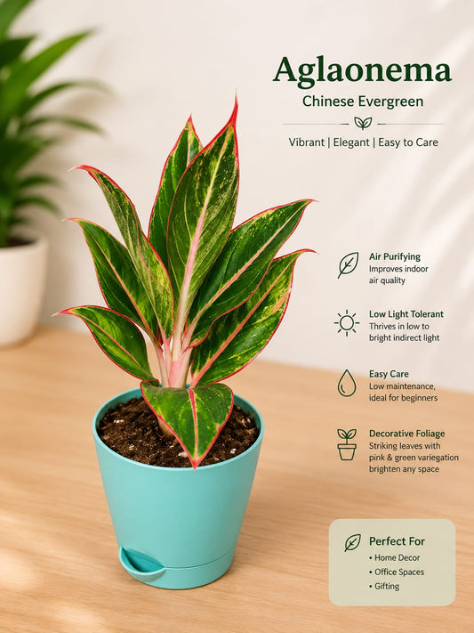 Aglaonema Lipstick ( With 4'' Pot )