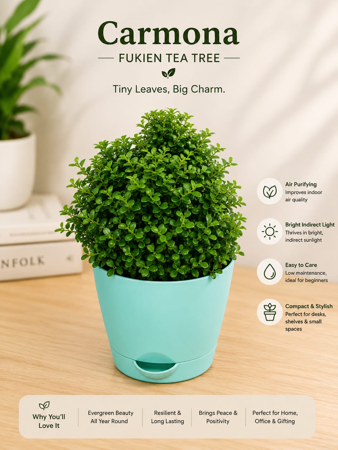 Table Kamini Dwarf  ( With 4'' Pot )