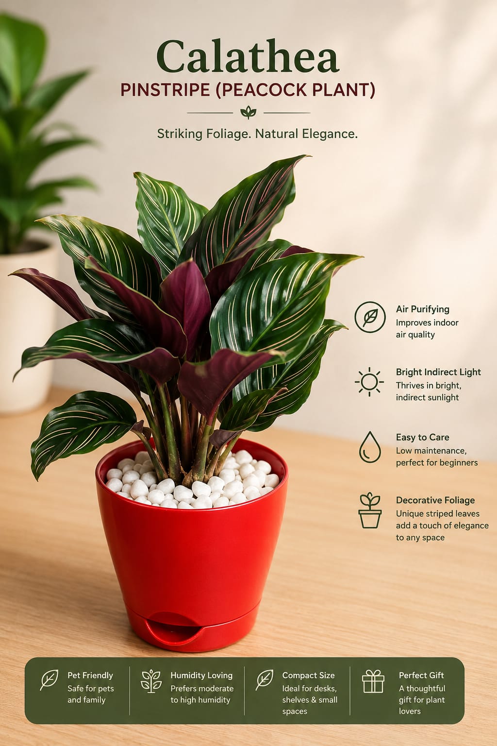Calathea Peacock Plant ( With 4'' Pot )