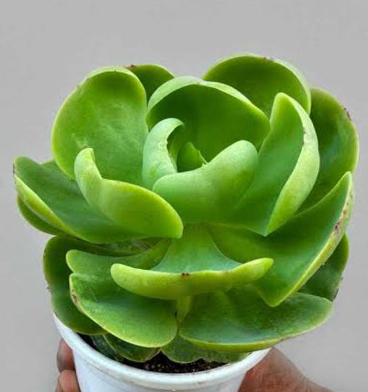 Echeveria Davinici