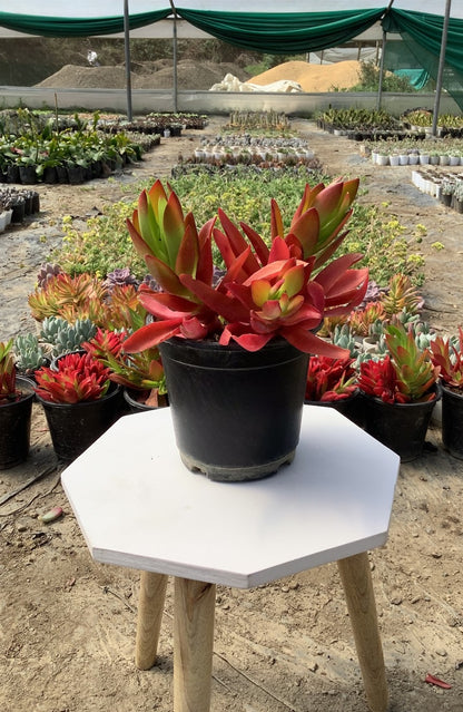 campfire succulent care tips Red Campfire Succulent |Stunning Indoor Plant – Plant Rabit