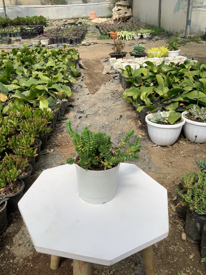 Crassula Muscosa  Succulent Plant