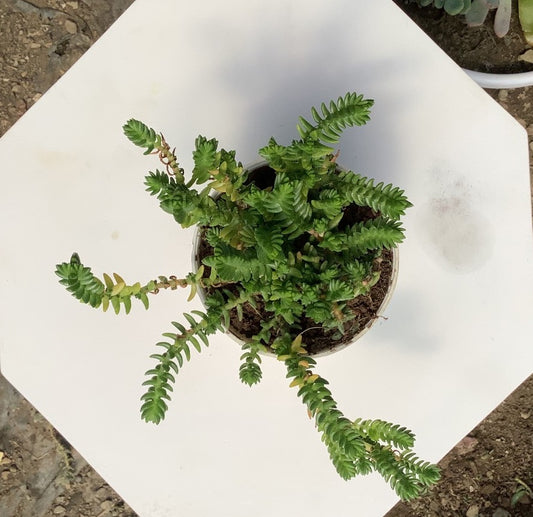 Crassula Muscosa  Succulent Plant